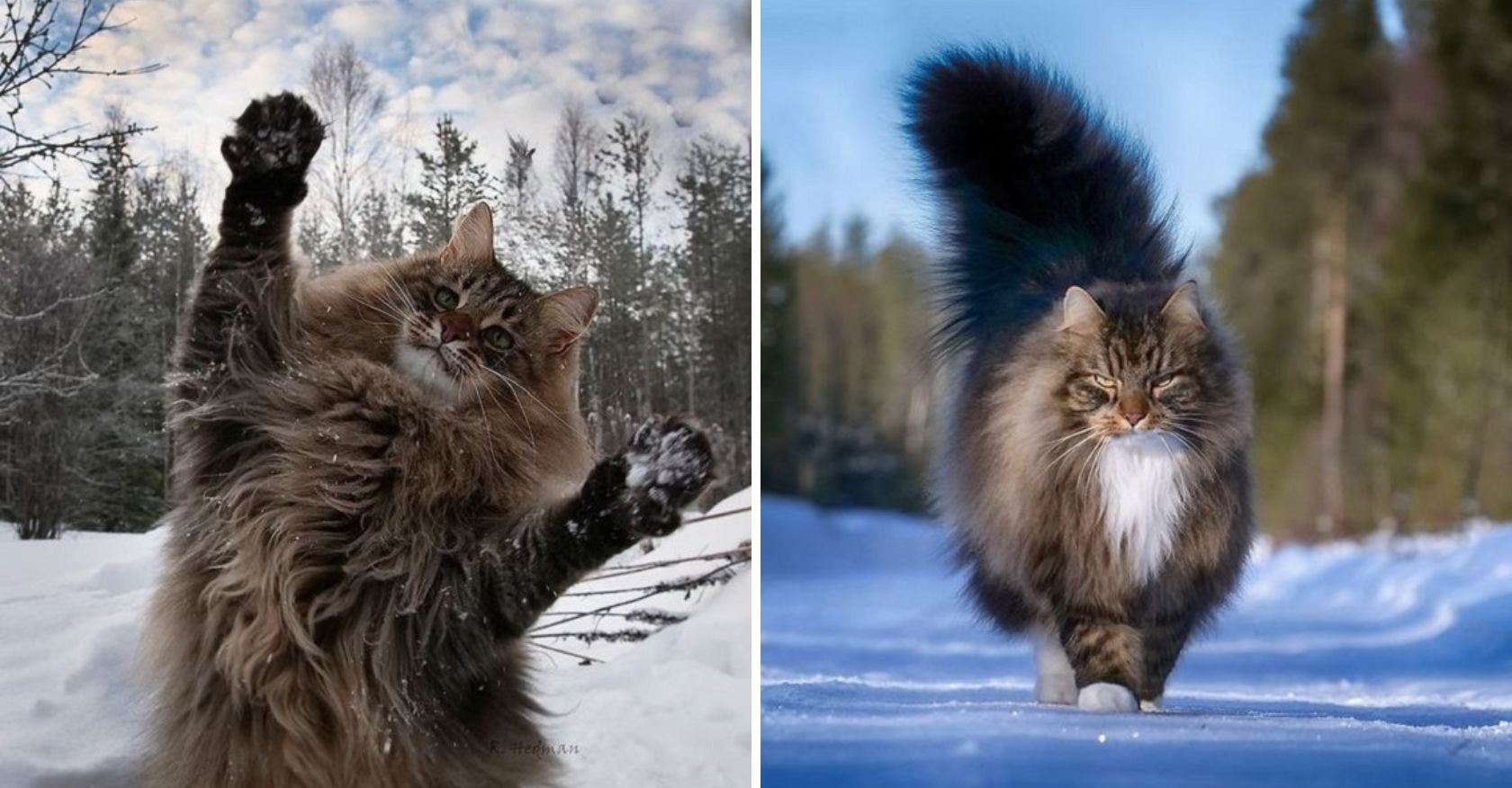 Unraveling the Mysterious Origins of Siberian Felines