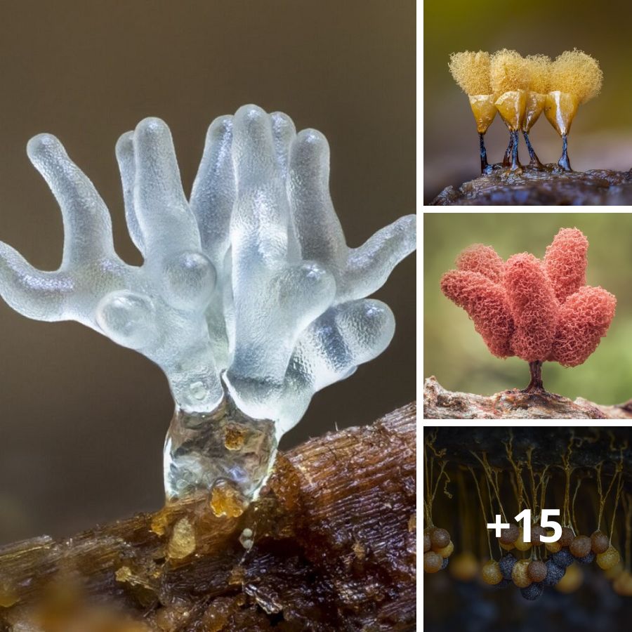 Revealing the Incredible Beauty and Diversity of Slim Mold through Macro Photography