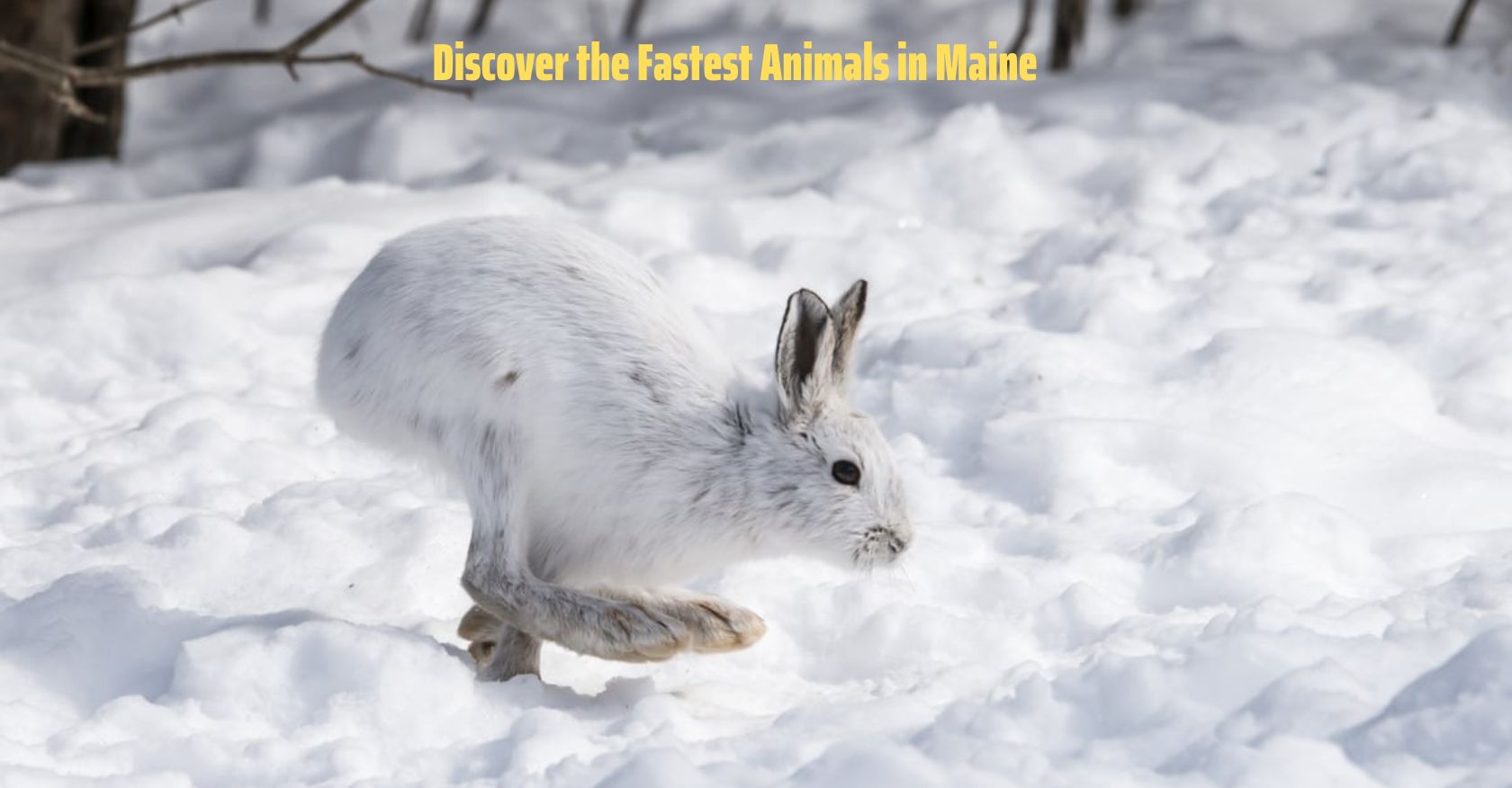 Discover the Fastest Animals in Maine