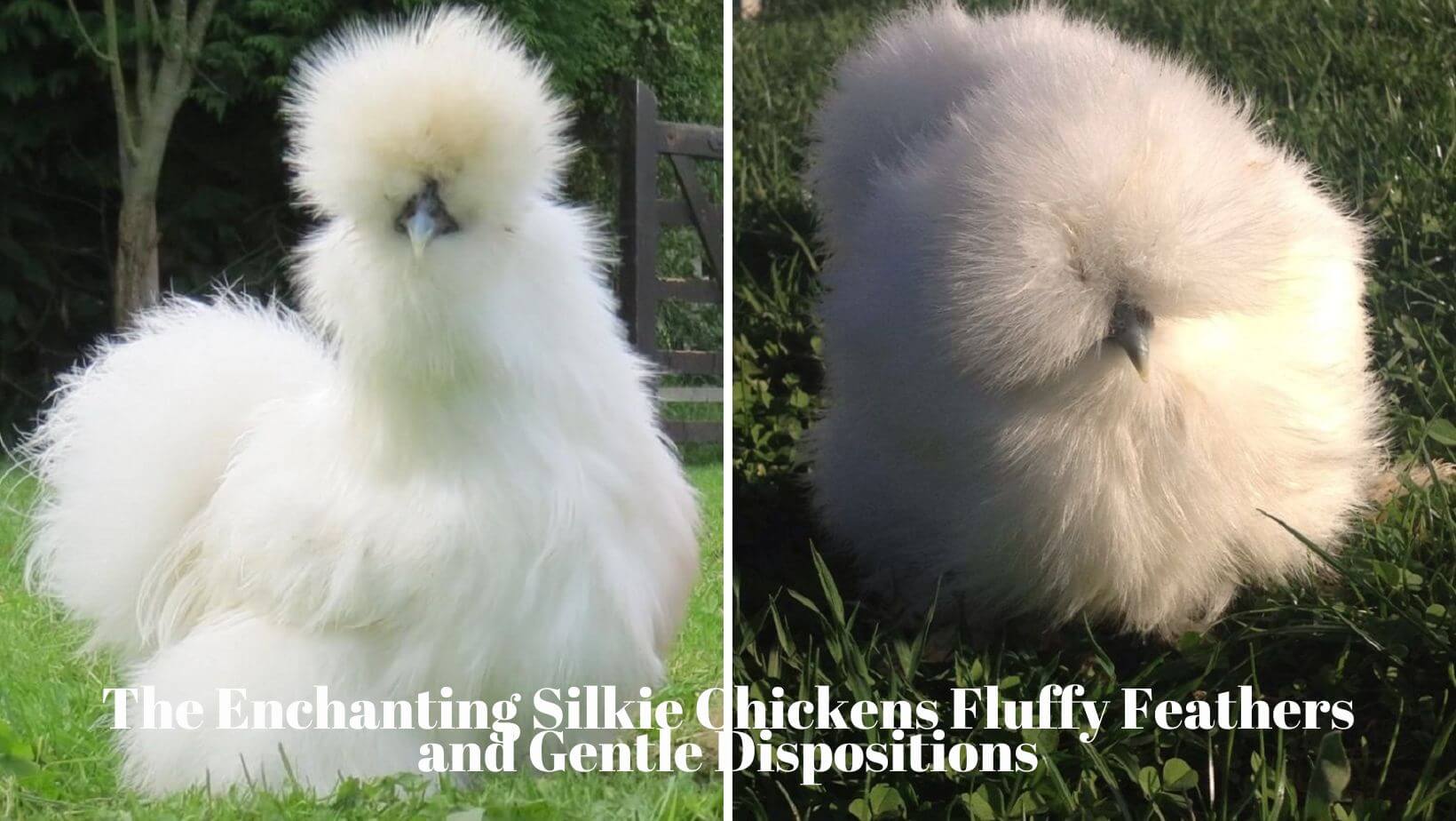 The Enchanting Silkie Chickens Fluffy Feathers and Gentle Dispositions