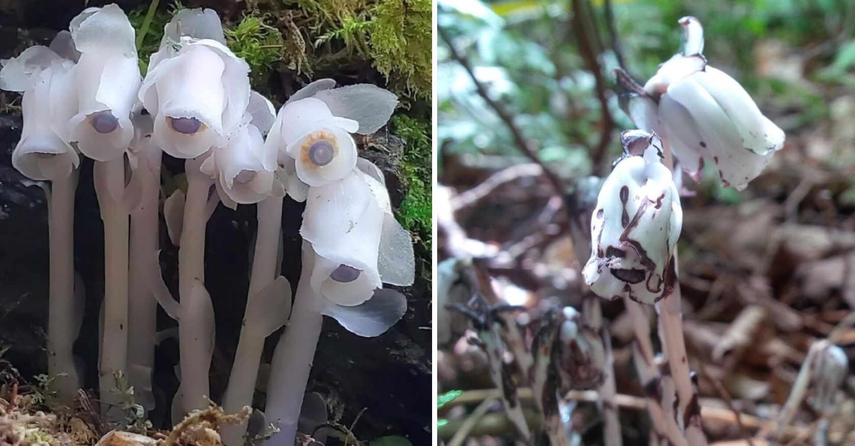 “Unveiling the Enigmatic Charm of Monotropa uniflora: Exploring Nature’s Most Mysteriously Beautiful Plant”