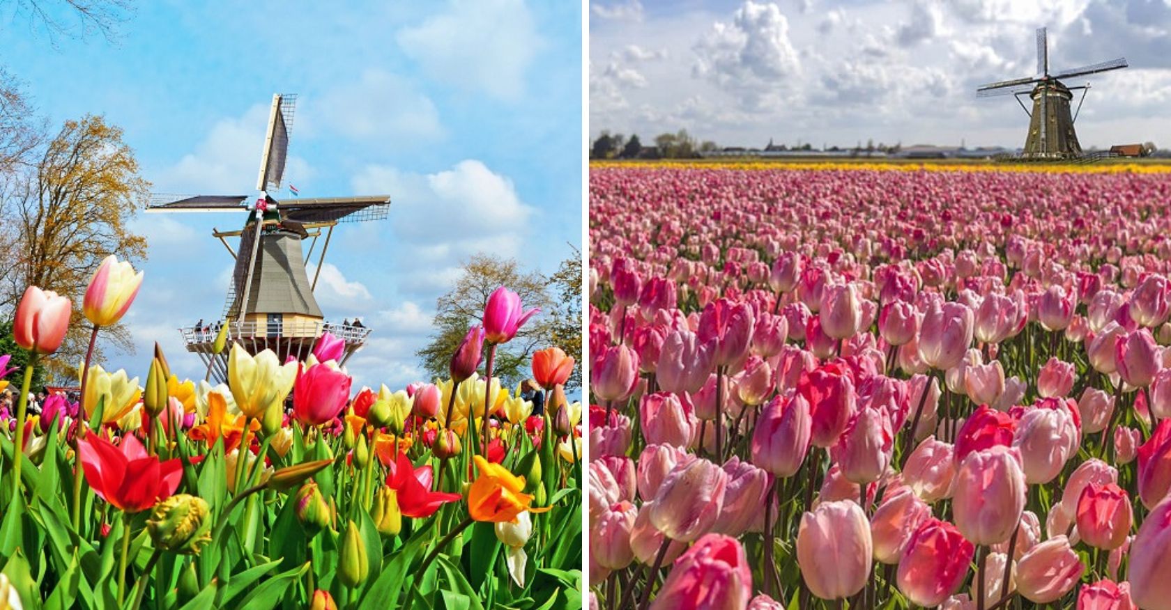 The Beauty of Keukenhof Tulip Fields, Netherlands: A Floral Wonderland
