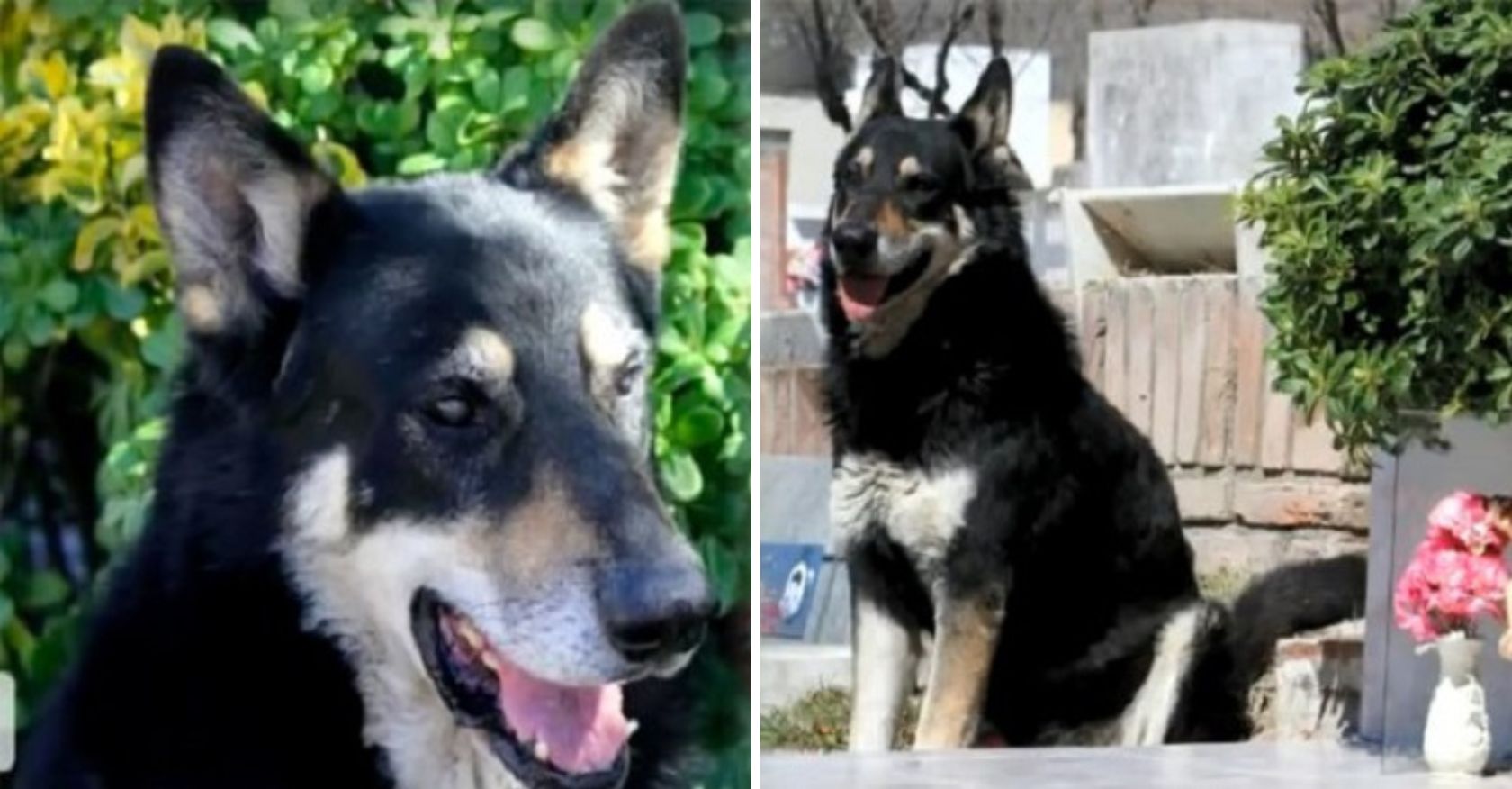 Miraculous Loyalty: German Shepherd Mix Awaits Master at Grave for 11 Years
