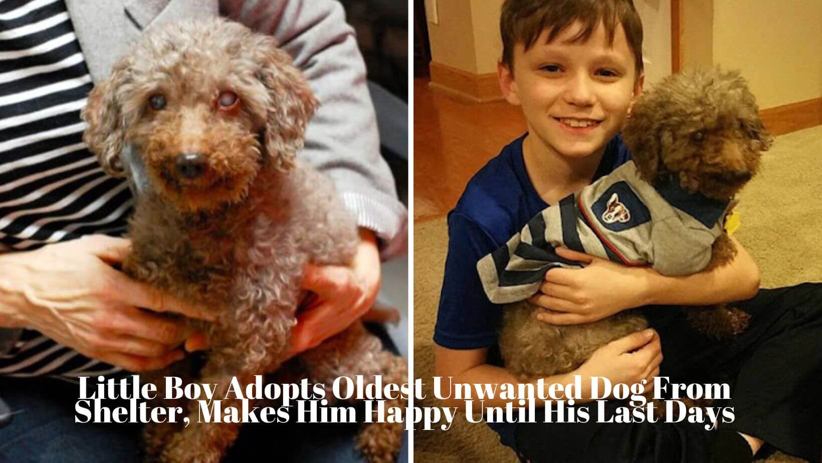 Little Boy Adopts Oldest Unwanted Dog From Shelter, Makes Him Happy Until His Last Days